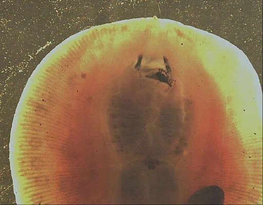 Kolmann says that freshwater stingrays evolved to chew insects as a means of survival
