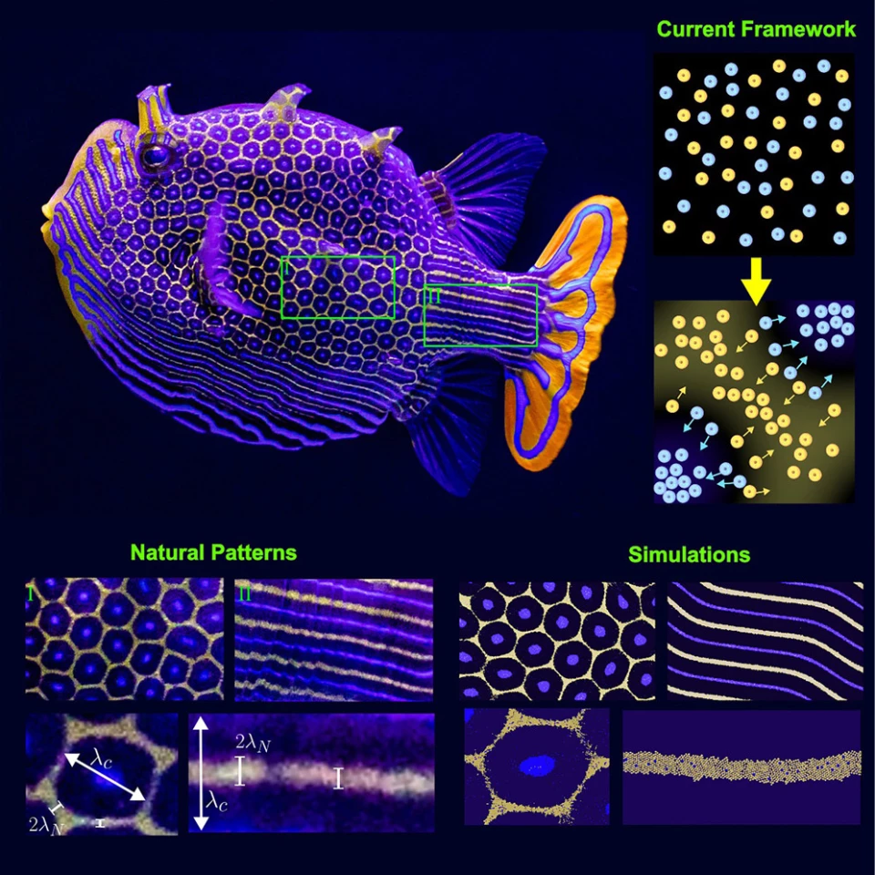 A male ornate boxfish (Aracana ornata), with its natural patterns and the new diffusiophoresis-enhanced reaction-diffusion simulation to recreate those markings