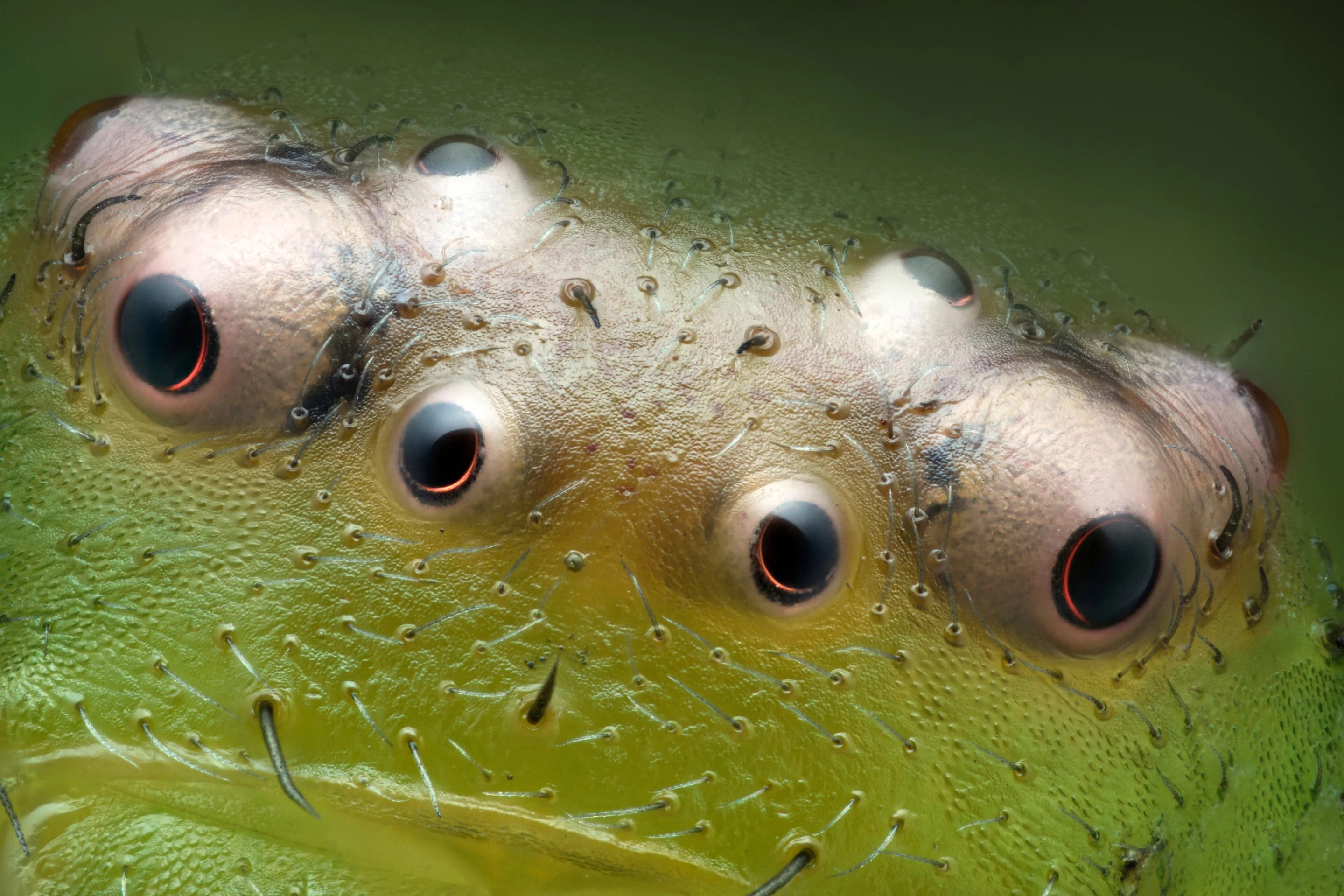 13th place: Eyes of a green crab spider (Diaea dorsata)