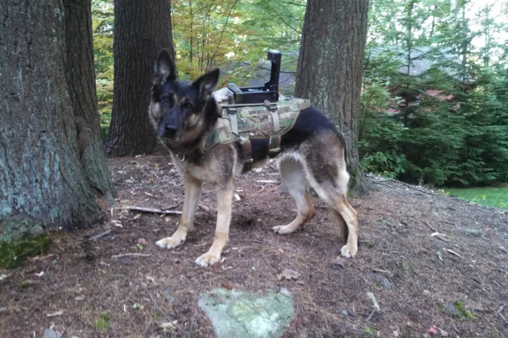 The Cerberus system allows a handler to maintain video contact with a dog