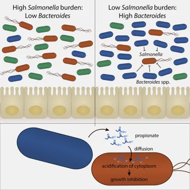 How gut bacteria reduces colonization of Salmonella