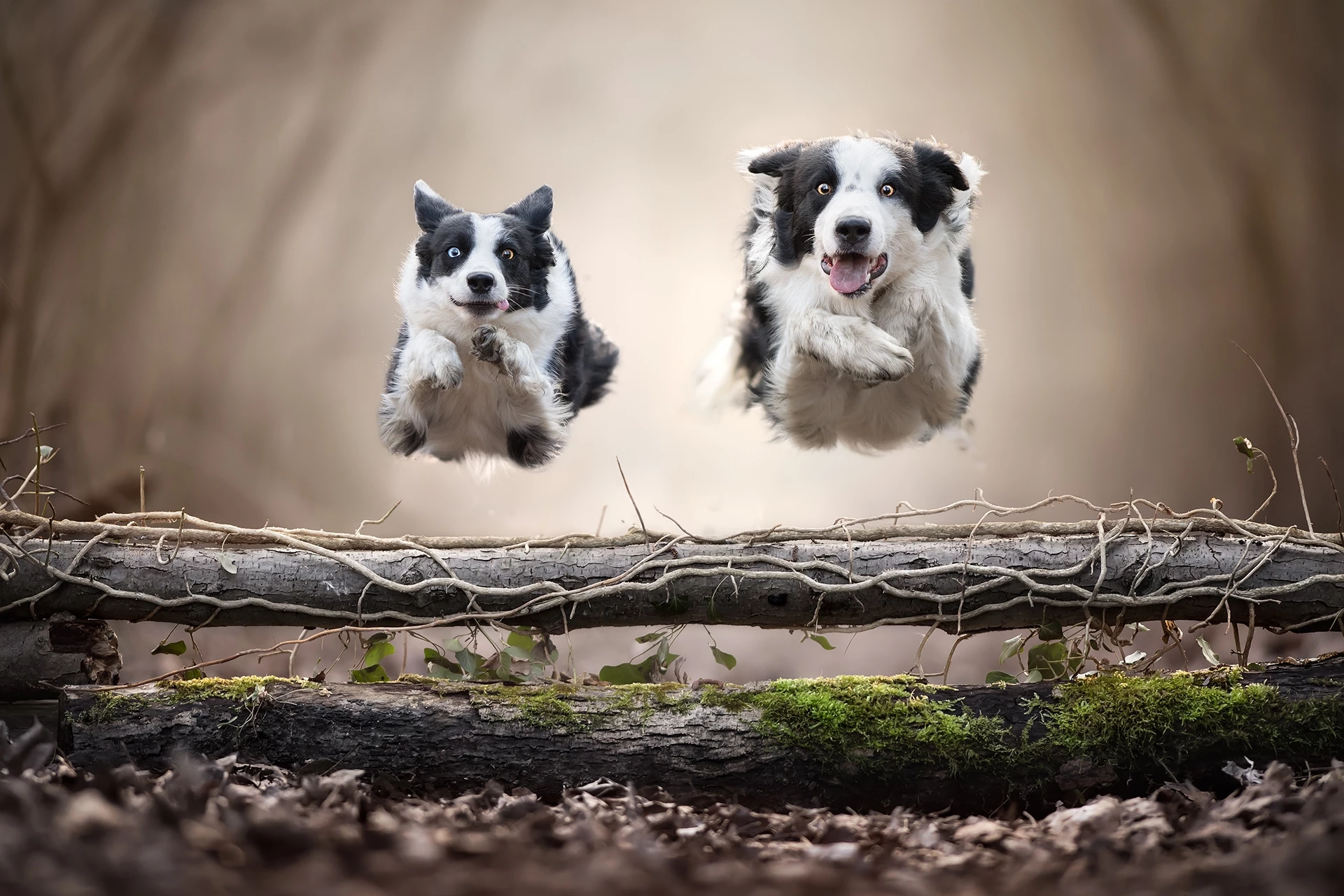 1st Place / Nature/Animals / Pets. 'Best friends'