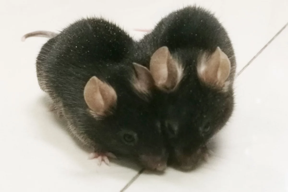 Two mice – an older and a young one – surgically connected to share a circulatory system