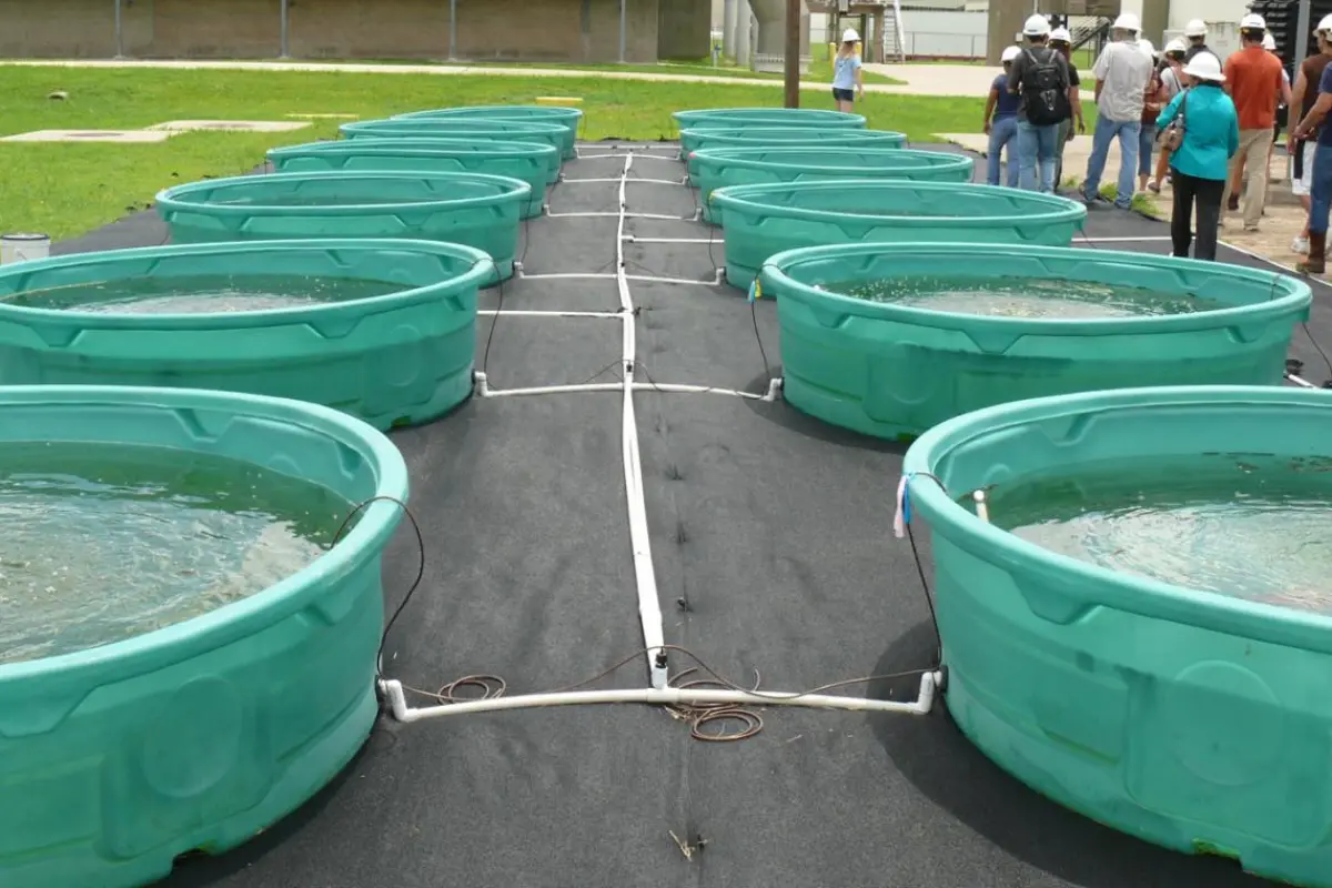 Algae grows in pools of wastewater in Houston, Texas (Photo: Rice University)