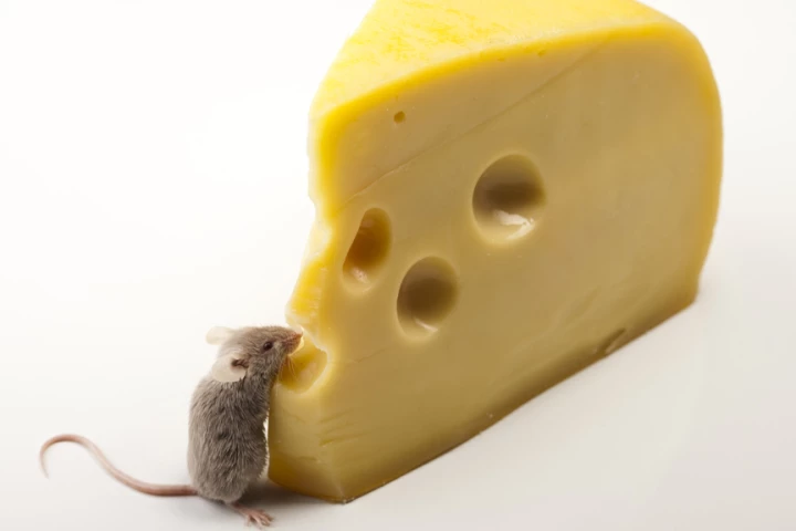 Blocking a marijuana-like chemical in the brain could allow one to eat more, exercise less and not gain weight (Photo via Shutterstock)