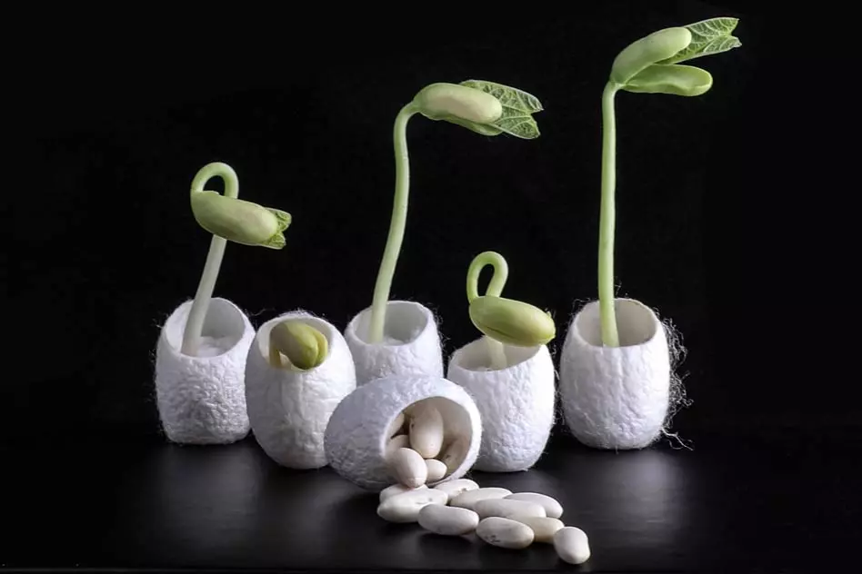 Silk derived from ordinary silkworm cocoons, like those seen here, has been mixed with bacteria and nutrients to produce a coating for seeds that can help them germinate and grow even in salty soil