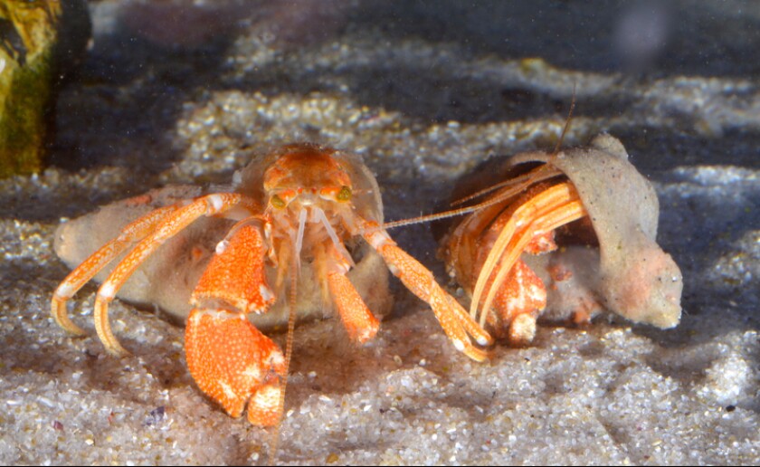 The green-eyed hermit crab makes its home inside a living shell, thanks to a symbiotic relationship with anemones