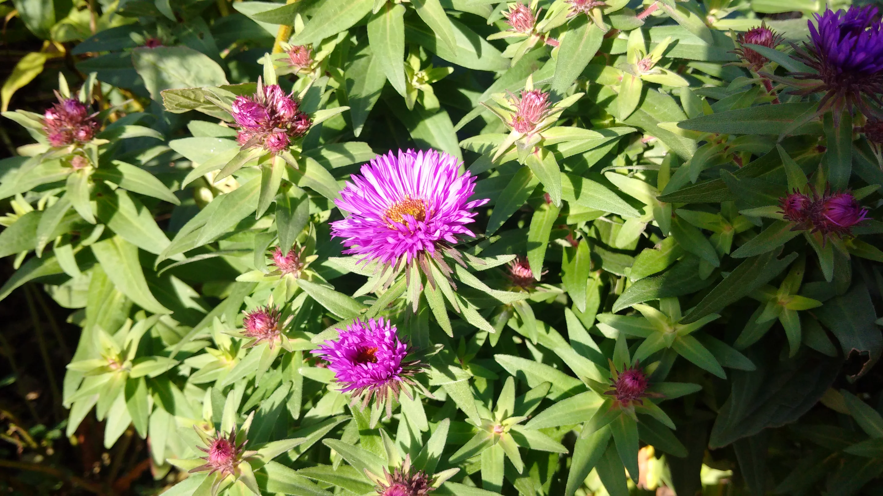 Blackberry Passport example outdoor shot (Image: Chris Wood/Gizmag)