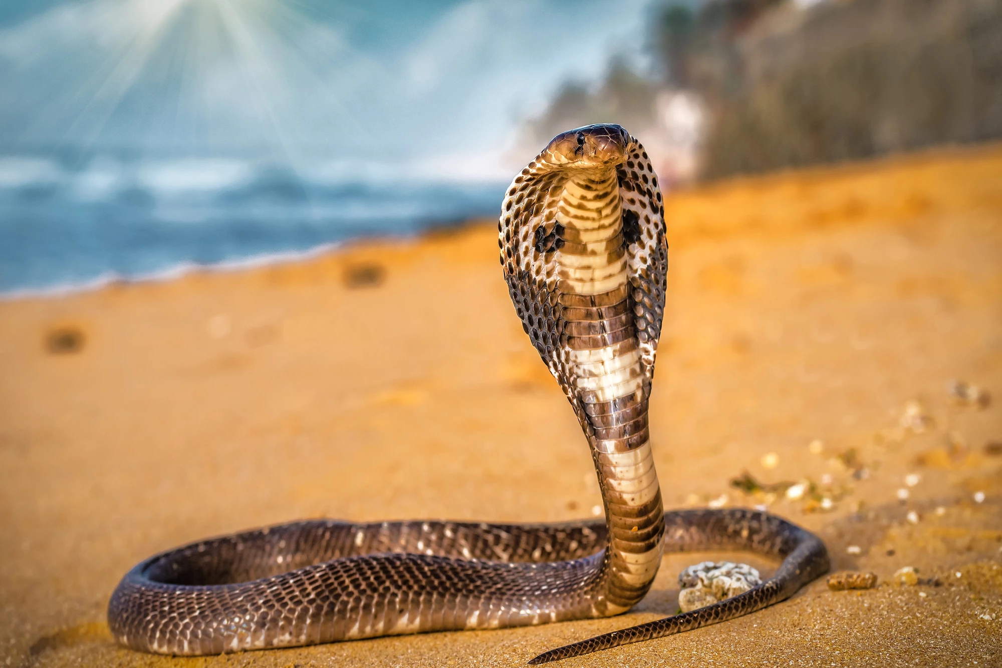 The king cobra, one of the many snakes to which Tim Friede is immune