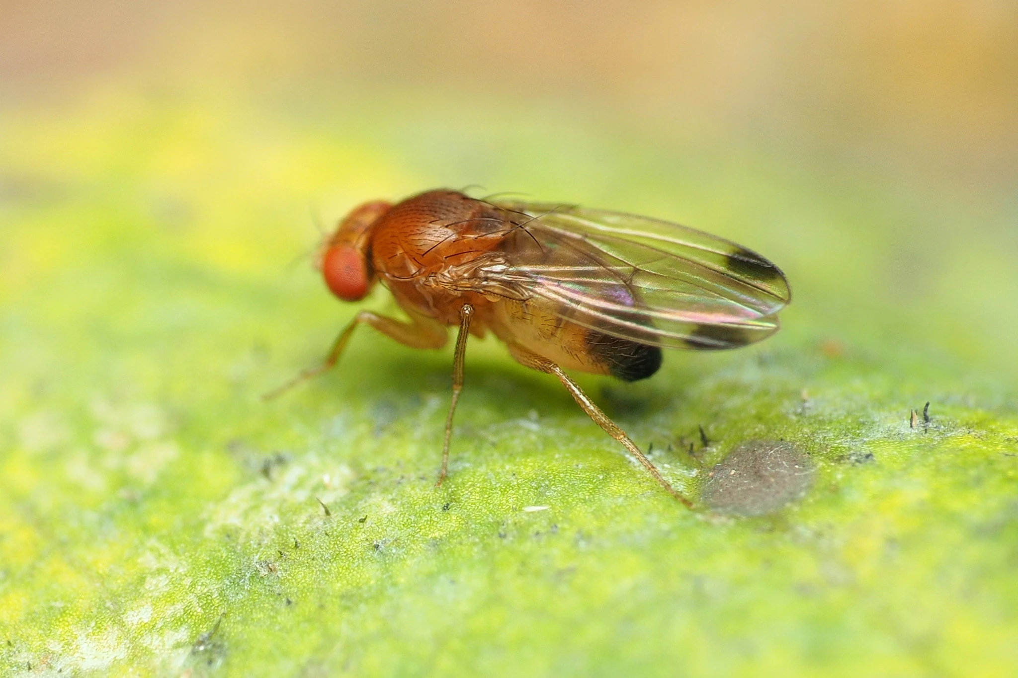 A blueberry-loving spotted-wing drosophila fruit fly