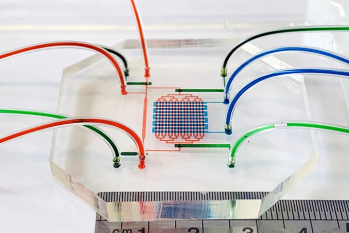 A microfluidic device that simulates the embryonic heartbeat and circulation. Red channels indicate blood stem cell seeding channels, blue channels control the ventricular contractions, and green controls circulation valves