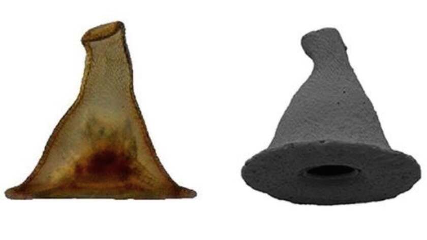 Arcella gandalfi is a species of hard-shelled amoeba that's shaped like a wizard's hat – hence it's named after Gandalf from Lord of the Rings