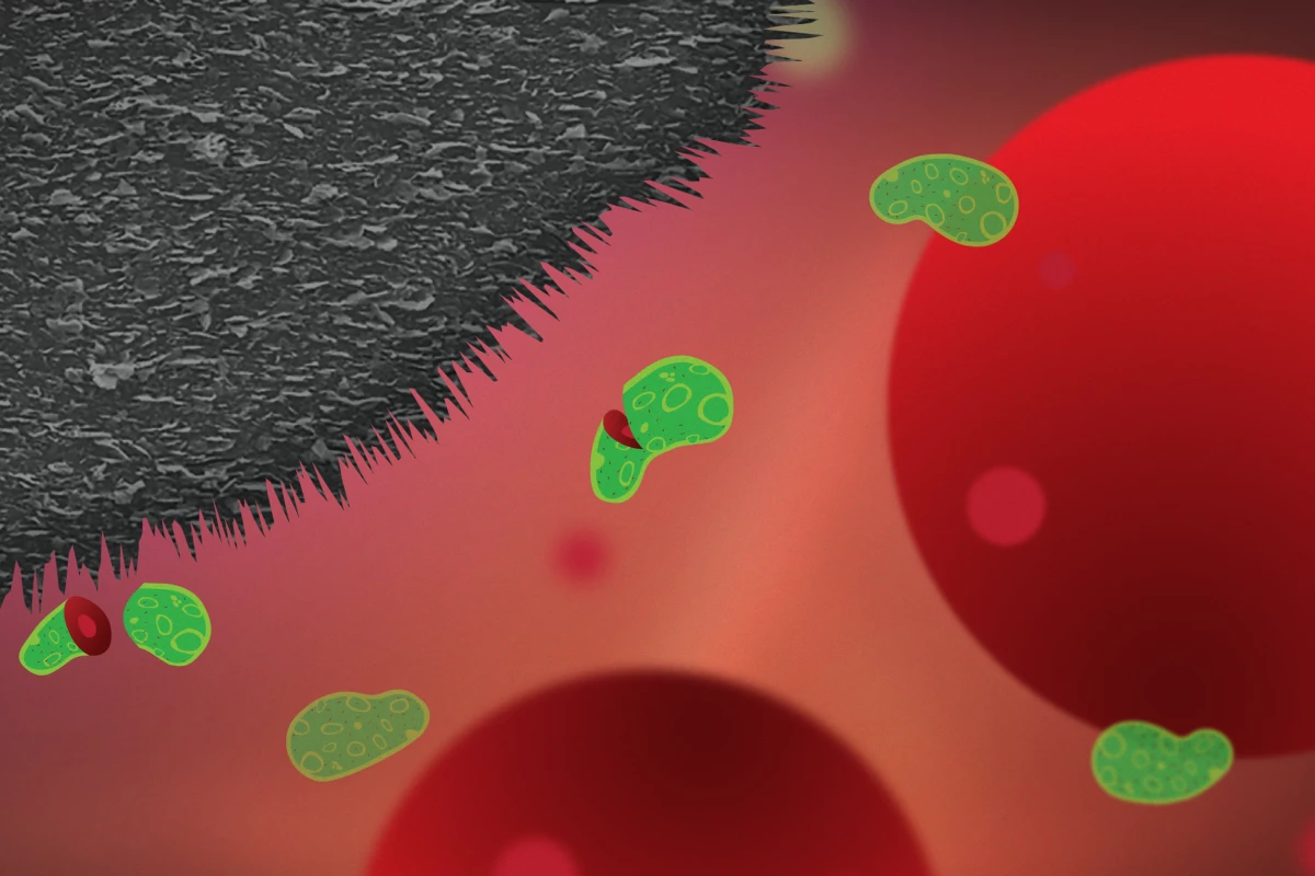 The graphite nanoplatelet coating (black) cuts up bacteria (green) but leaves larger human cells (red) intact