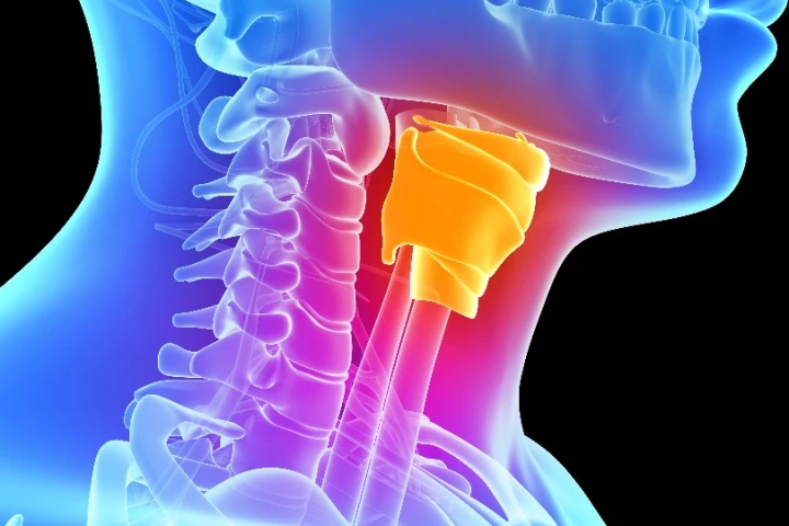 The study showed promising results when bioengineering vocal cords (the above image depicts the entire larynx), but it will be years before clinical uses can be considered