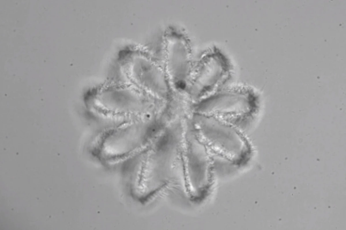 A 3D-printed tissue scaffold