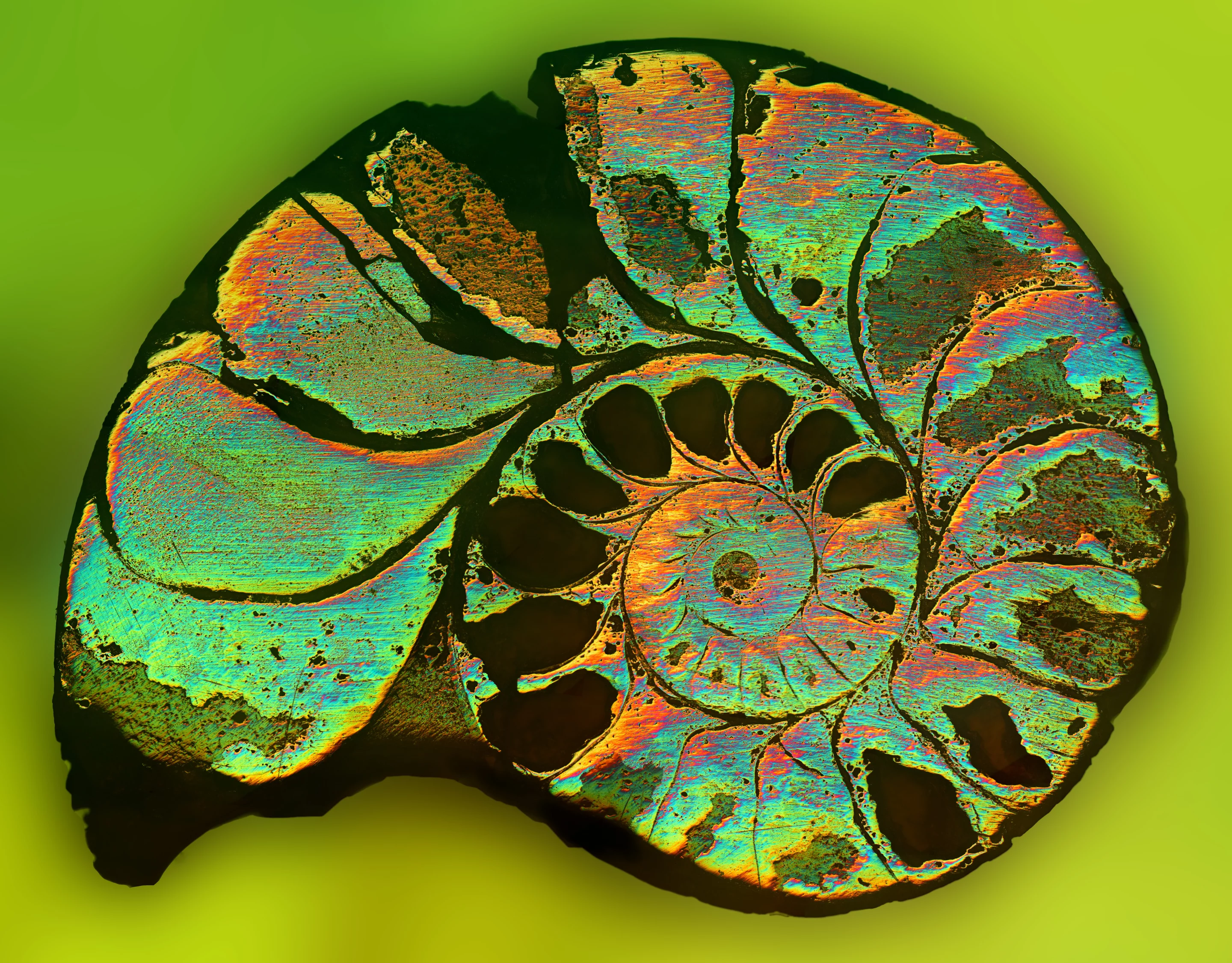 Honorable Mention. Fossil ammonites