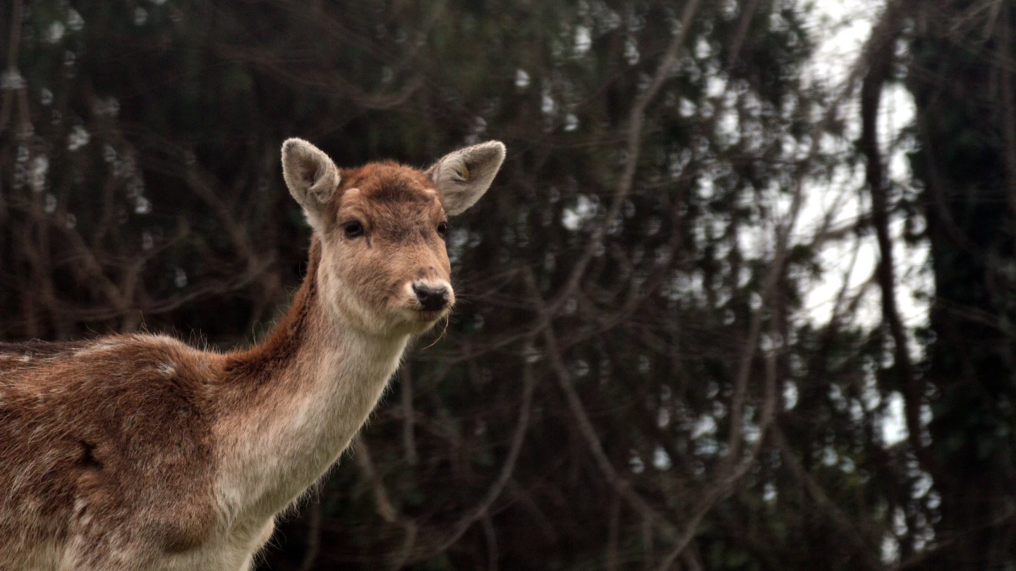 Telephoto image of a curious deer about 65 ft away from the telephoto lens of the Dwarf III (image tweaked using GIMP)