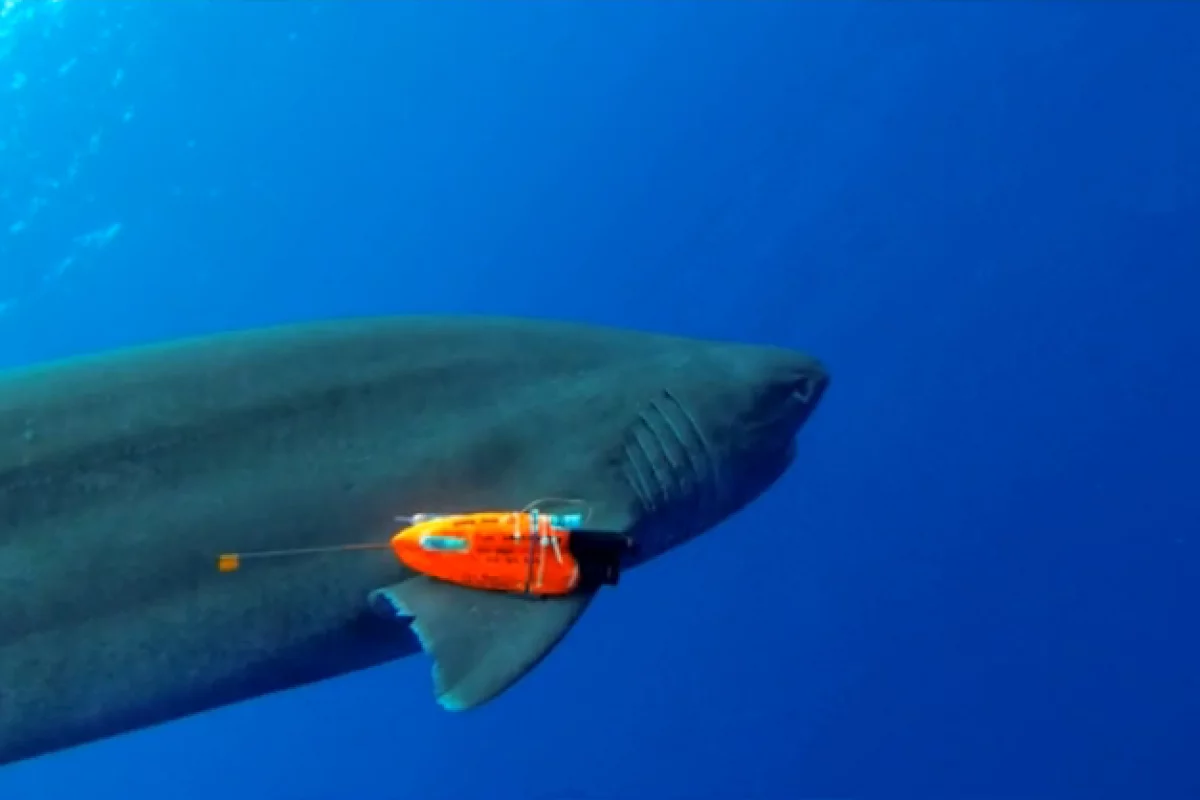 A six-gill shark sports one of the camera packs