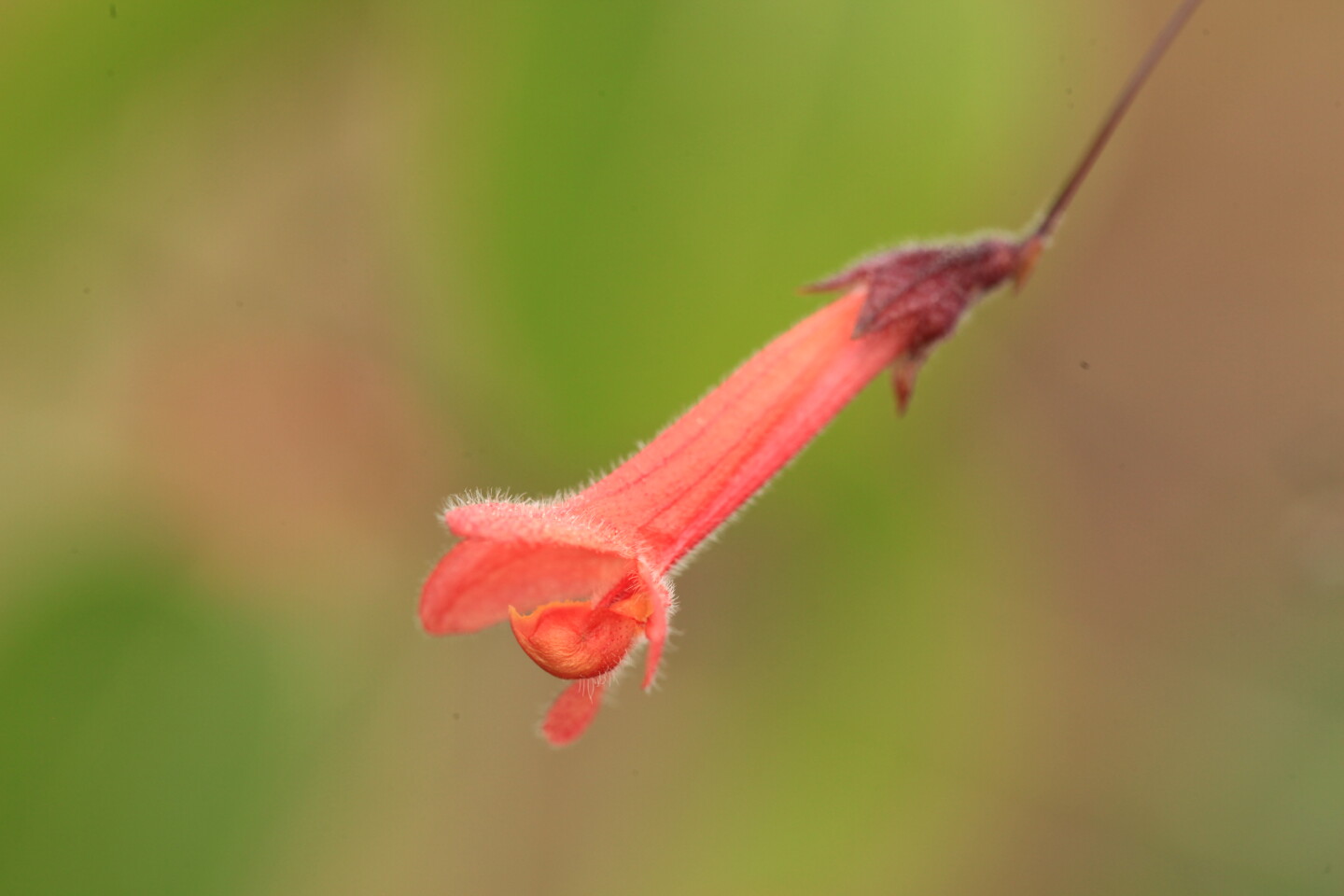A Hypenea macrantha flower in the wild, with its catapult visible at the bottom