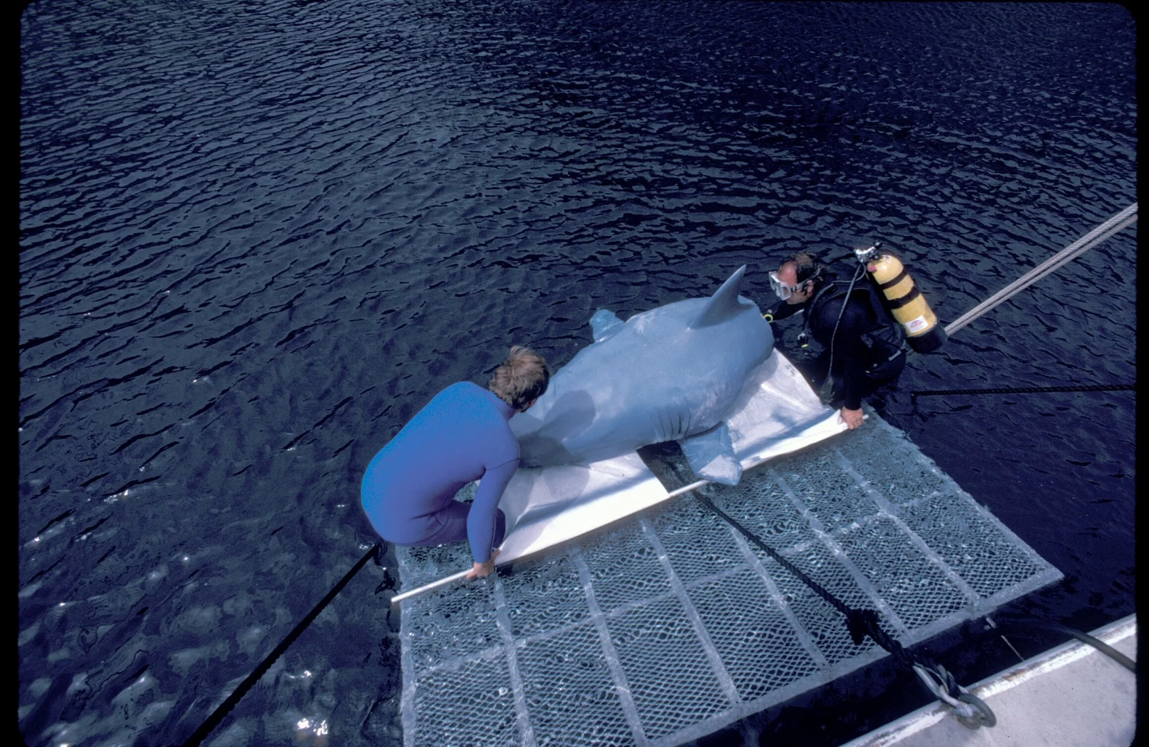Preparing to test a large mechanical shark