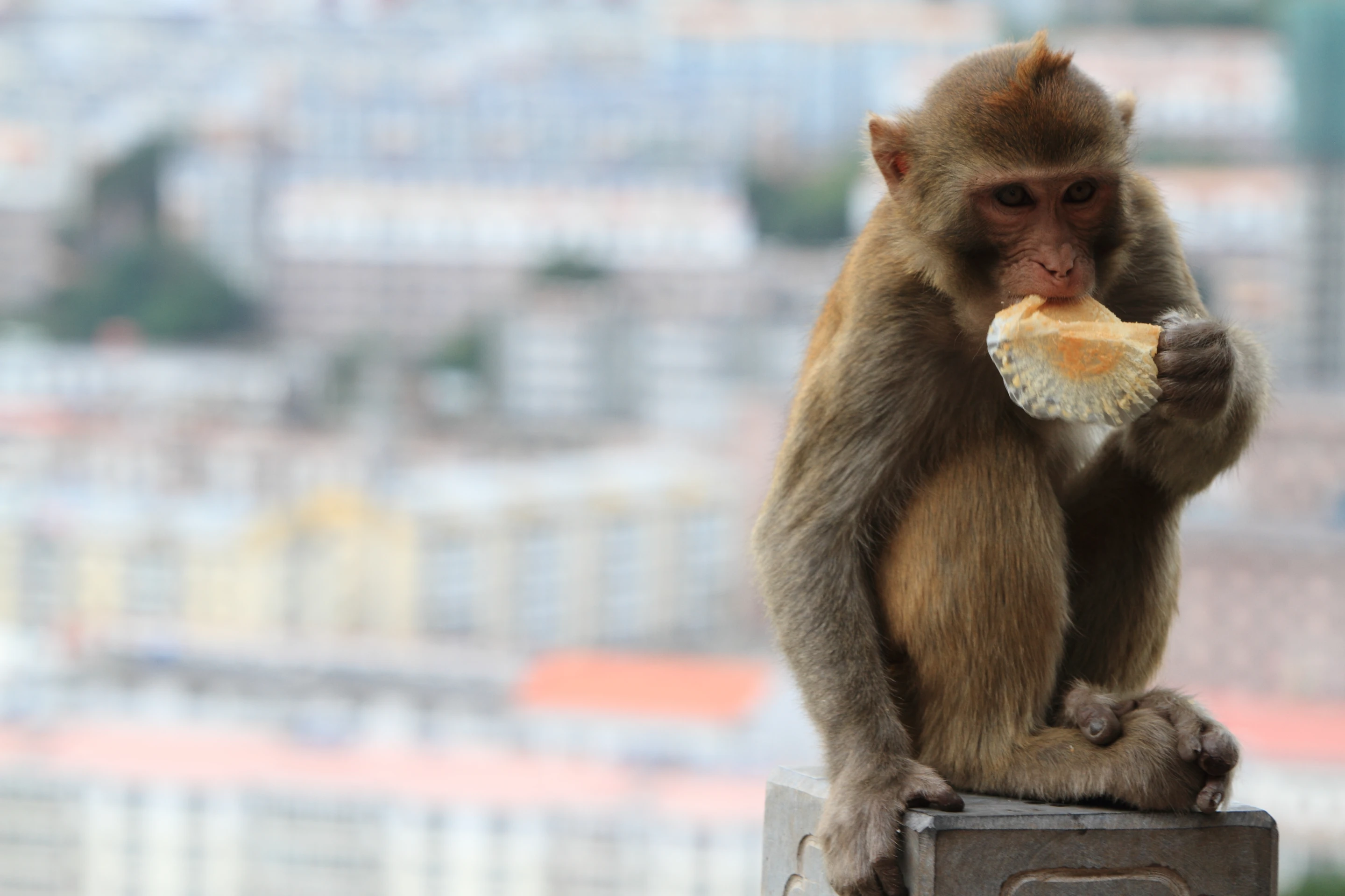 A study of the ways in which monkeys grasp objects may lead to advances in prostheses for humans