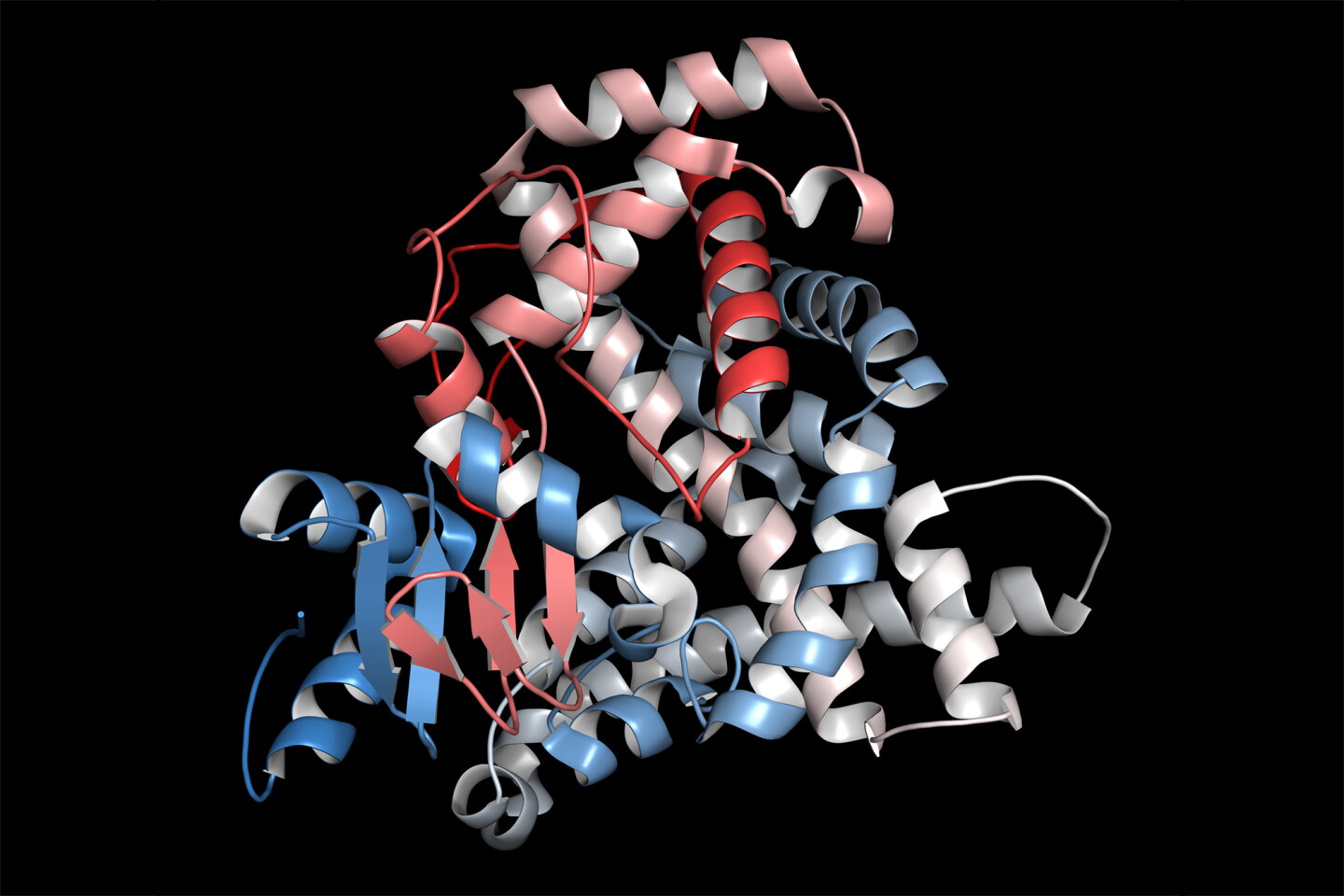 The aromatase enzyme, which converts androgen to estrogen in the brain