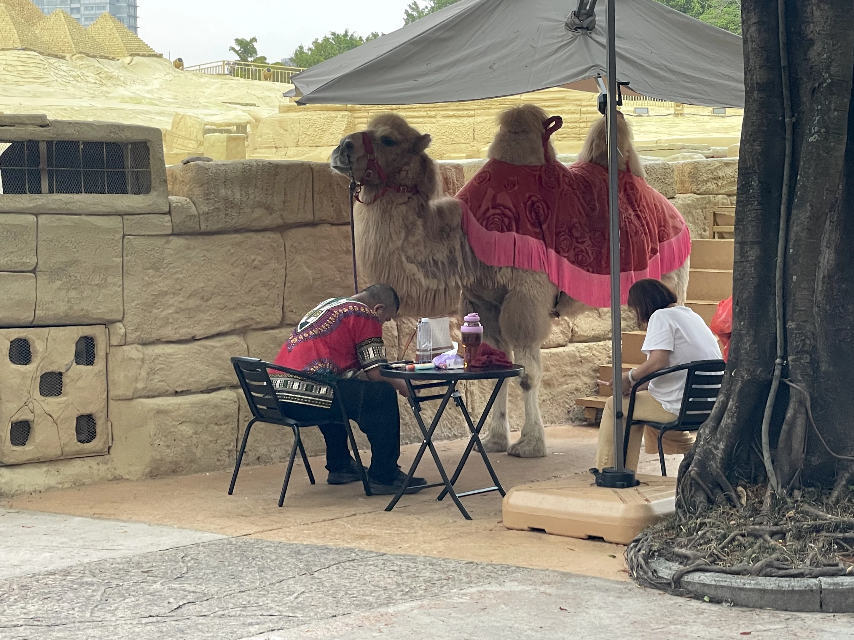 I skipped a ride as I could see the headline: Australian woman struck by lightning while on camel touring Egypt's pyramids in China