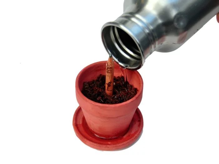 Like all seeds, moisture is essential to begin the germination process