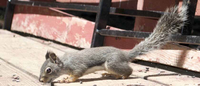 "Squirrels seem nice" says researcher Pokines, "but they're actually very voracious little creatures"
