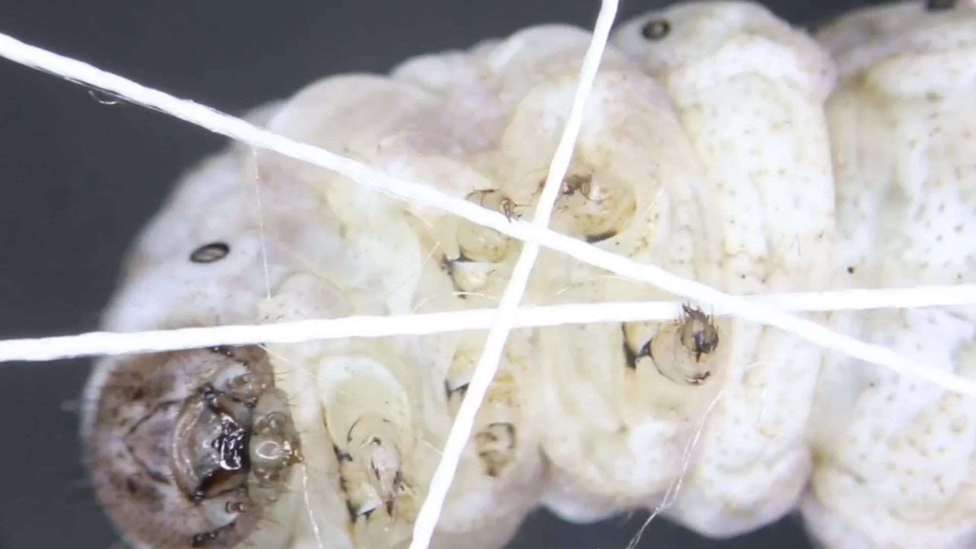 The team added 6,500 "biological printers," or silkworms (Bombyx mori) to the lower edge of the pavilion (Video still: Mediated Matter Group) (Video still: Mediated Matter Group)