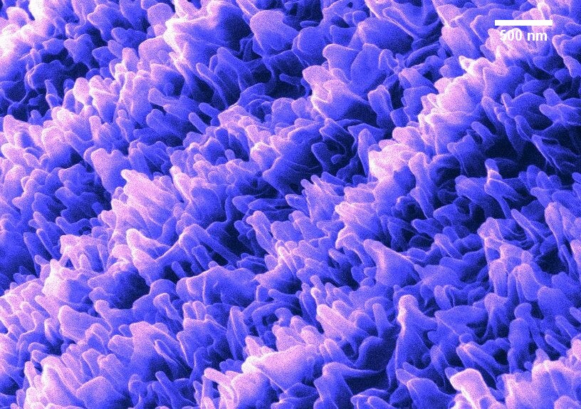 False color image of more than 10 billion tiny nanostructures on a dragonfly wing