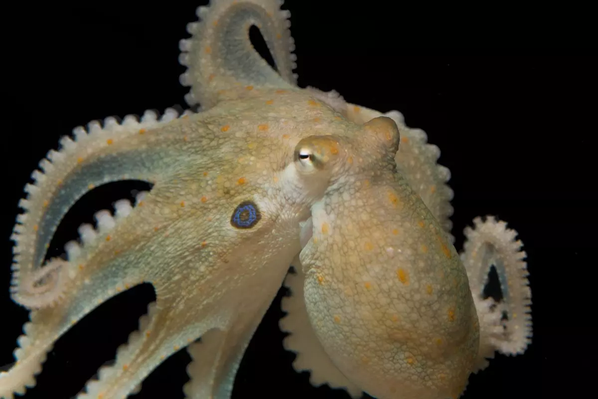 Despite over 500 million years of evolutionary divergence, a new study suggests both humans and octopuses respond to MDMA in the same way
