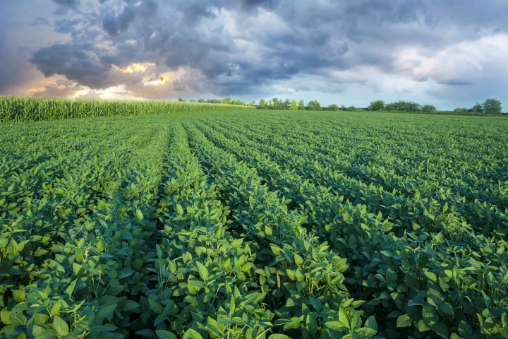 Deeper and more robust root systems for common crops can mean more carbon is stored underground, rather than released into the atmosphere
