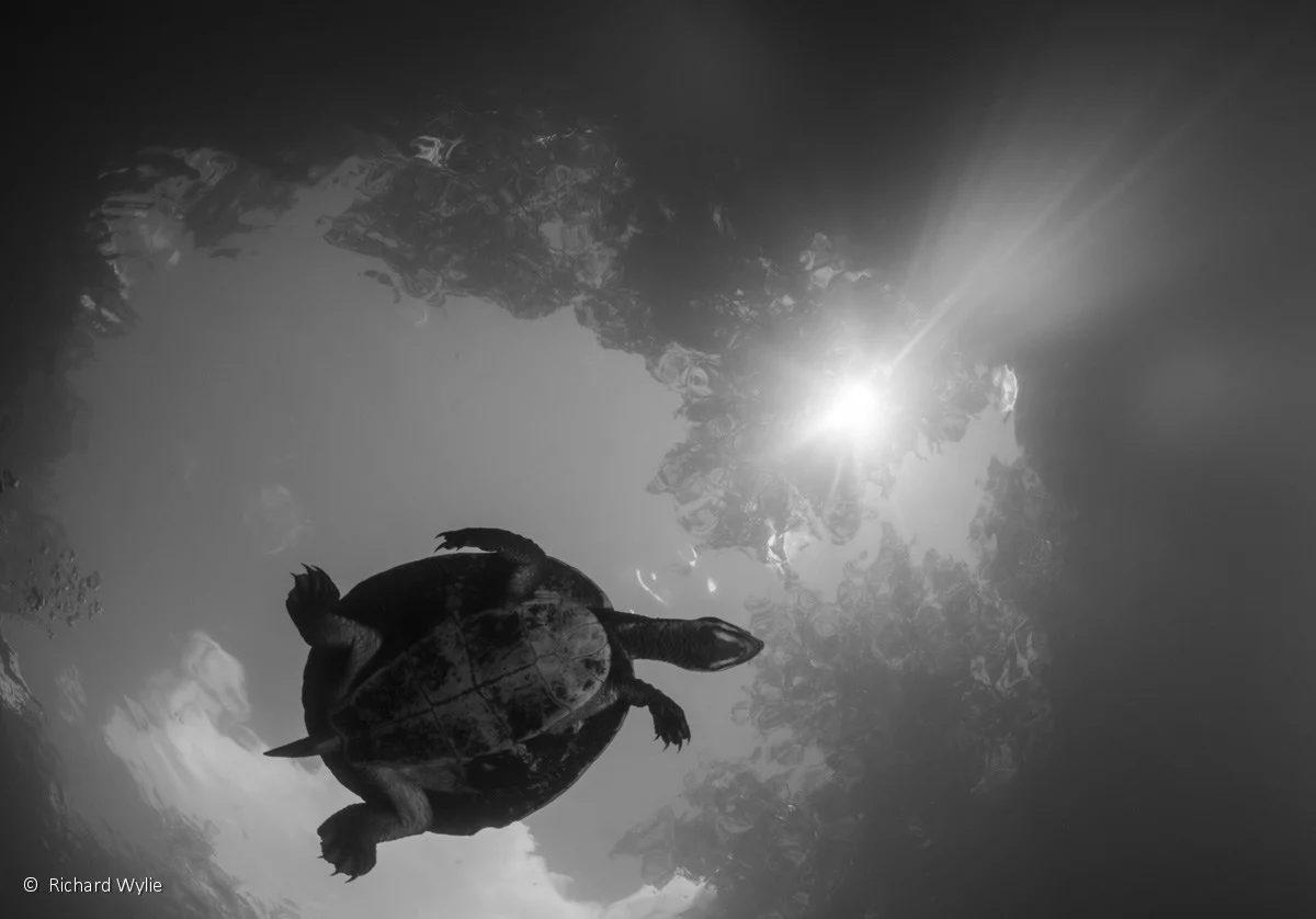 Monochrome runner-up: Light dappled billabong, by Richard Wylie – a turtle swims overhead in the Upper Orara River, as sunlight streams through the leaves above it