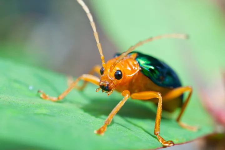 The defense mechanism of the bombardier beetle has inspired a film that could be used to discourage theft and vandalism on ATM machines (Image: Shutterstock)