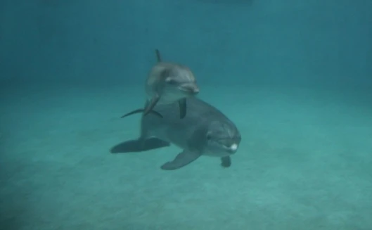 Atlantis boasts its own bottlenose dolphin population
