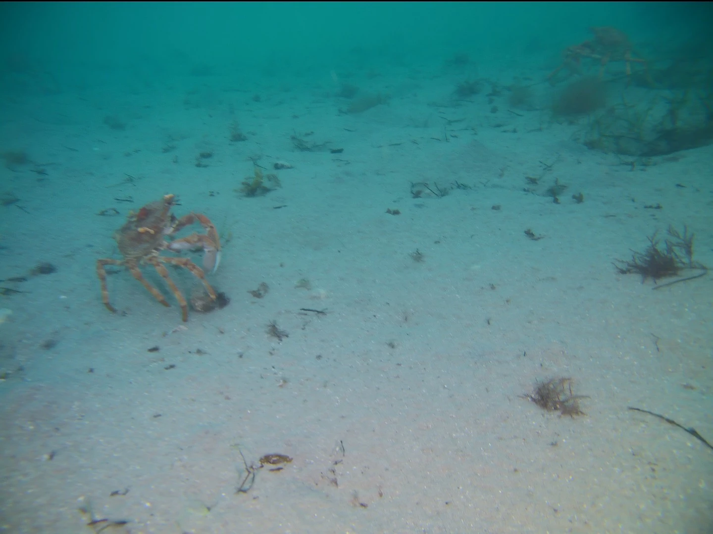Gladius Advanced Pro sample photo: murky water and full-power spotlights make the camera look worse than it is