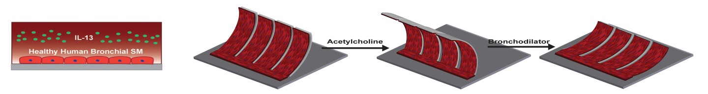 The human airway muscle-on-a-chip curls up when exposed to an asthma trigger (Image: Harvard's Wyss Institute and Harvard SEAS)