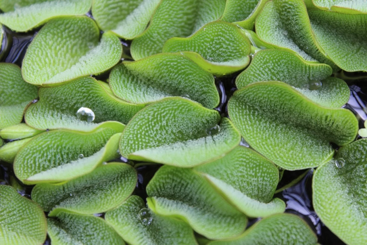 The salvinia molesta water fern