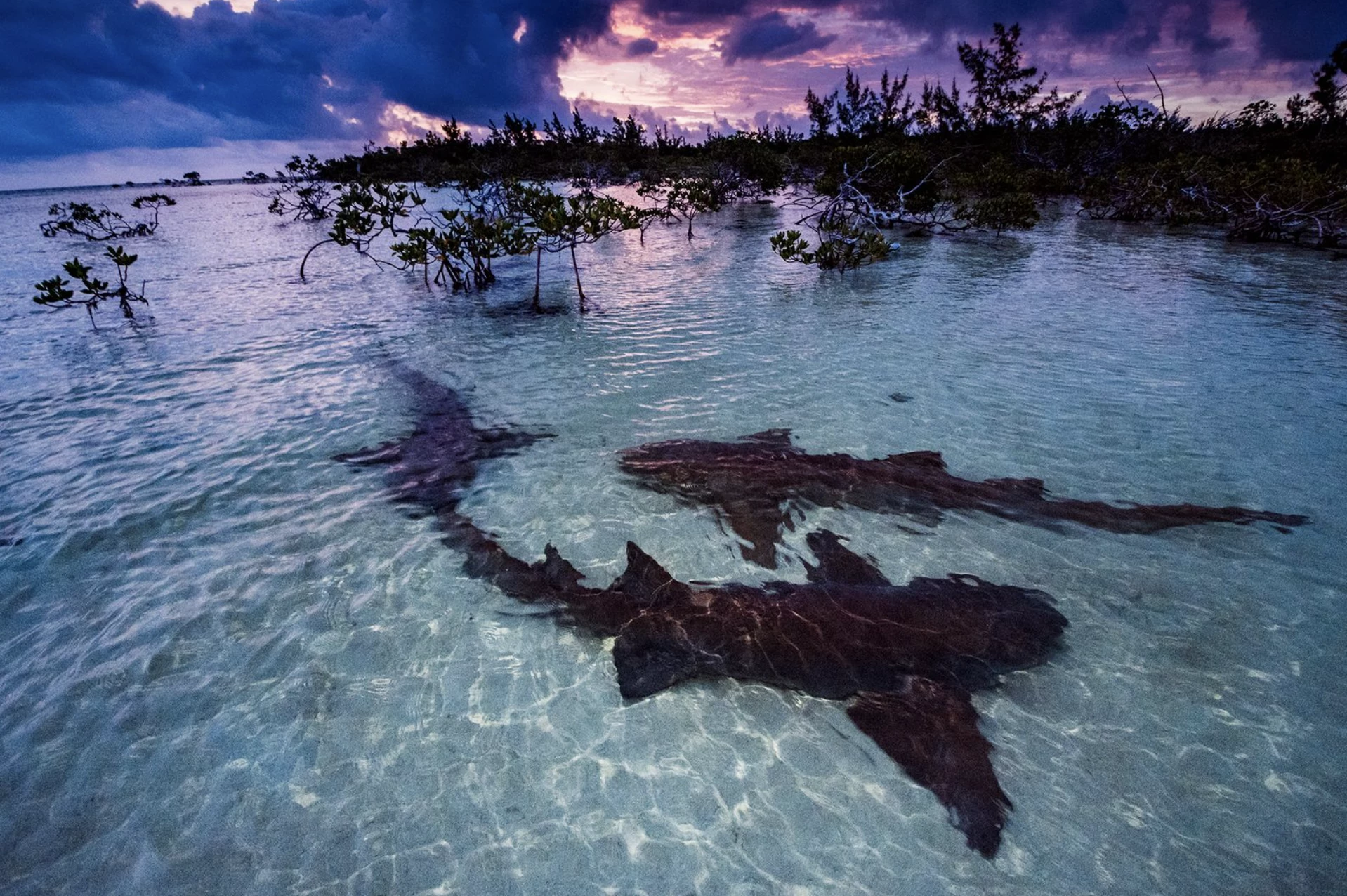 'Courtship', Shane Gross, Bahamas (Mangroves & Landscape Highly Commended)