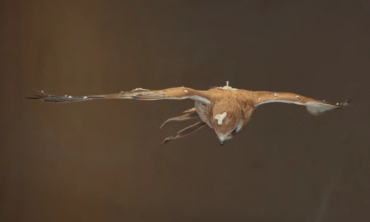 Researchers used motion-capture technology to record exactly how a kestrel adjusts its wings and tail in turbulent air
