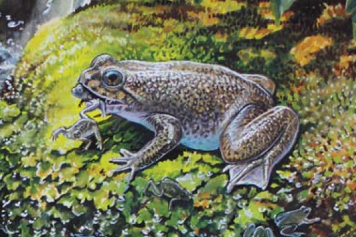 An artist’s impression of the gastric-brooding frog that was cloned by scientists working on the Lazarus Project (Artwork: Peter Schouten)