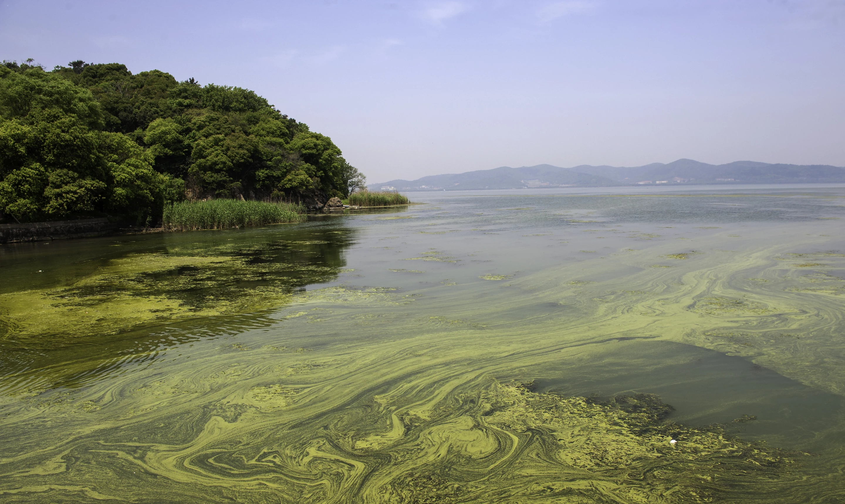 An algae bloom in China's Taihu lake