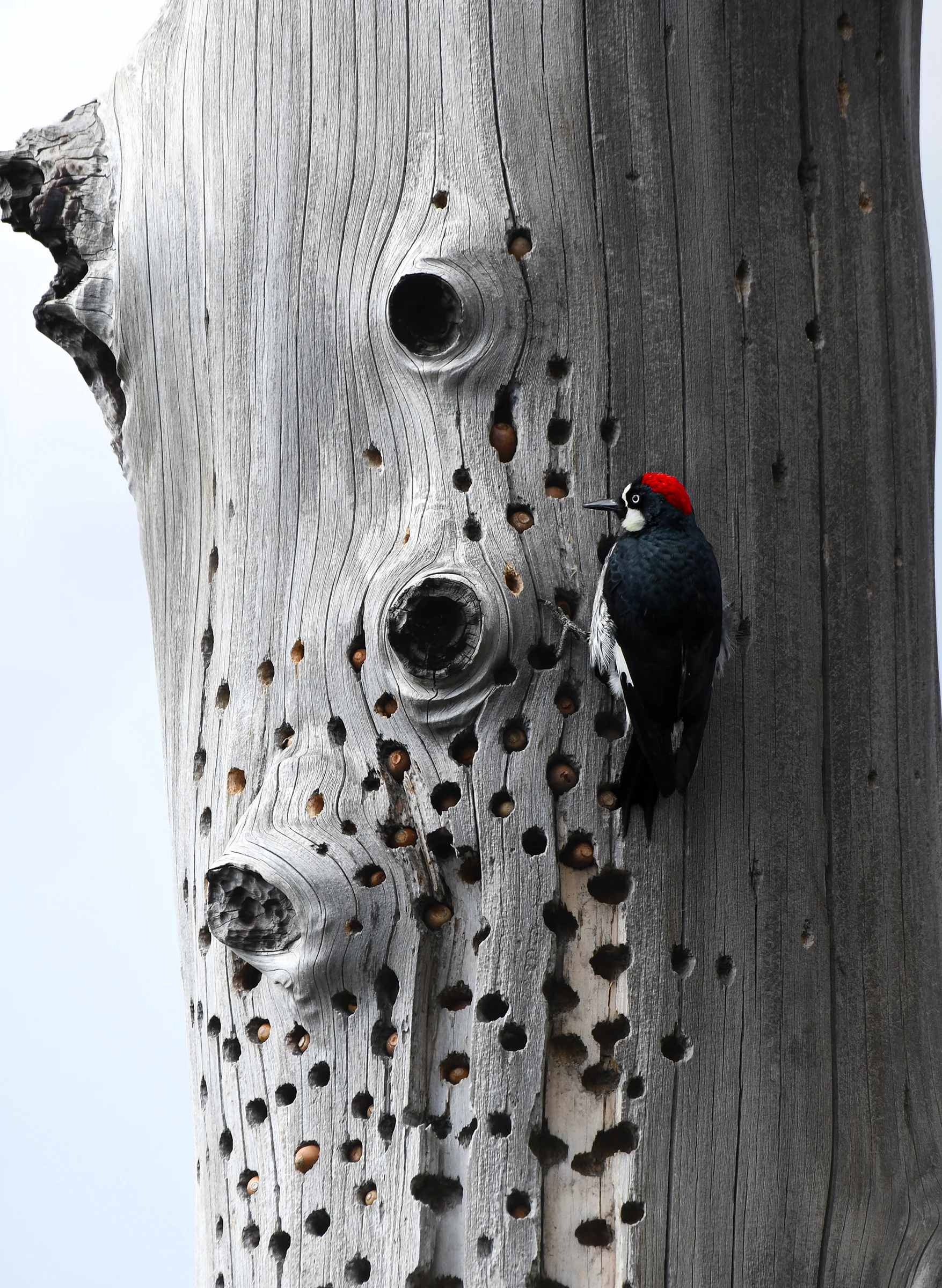 2025 Female Bird Honorable Mention, United States and Canada: Acorn woodpecker (Melanerpes formicivorus) by Taryn M. Ware (Virginia, US)