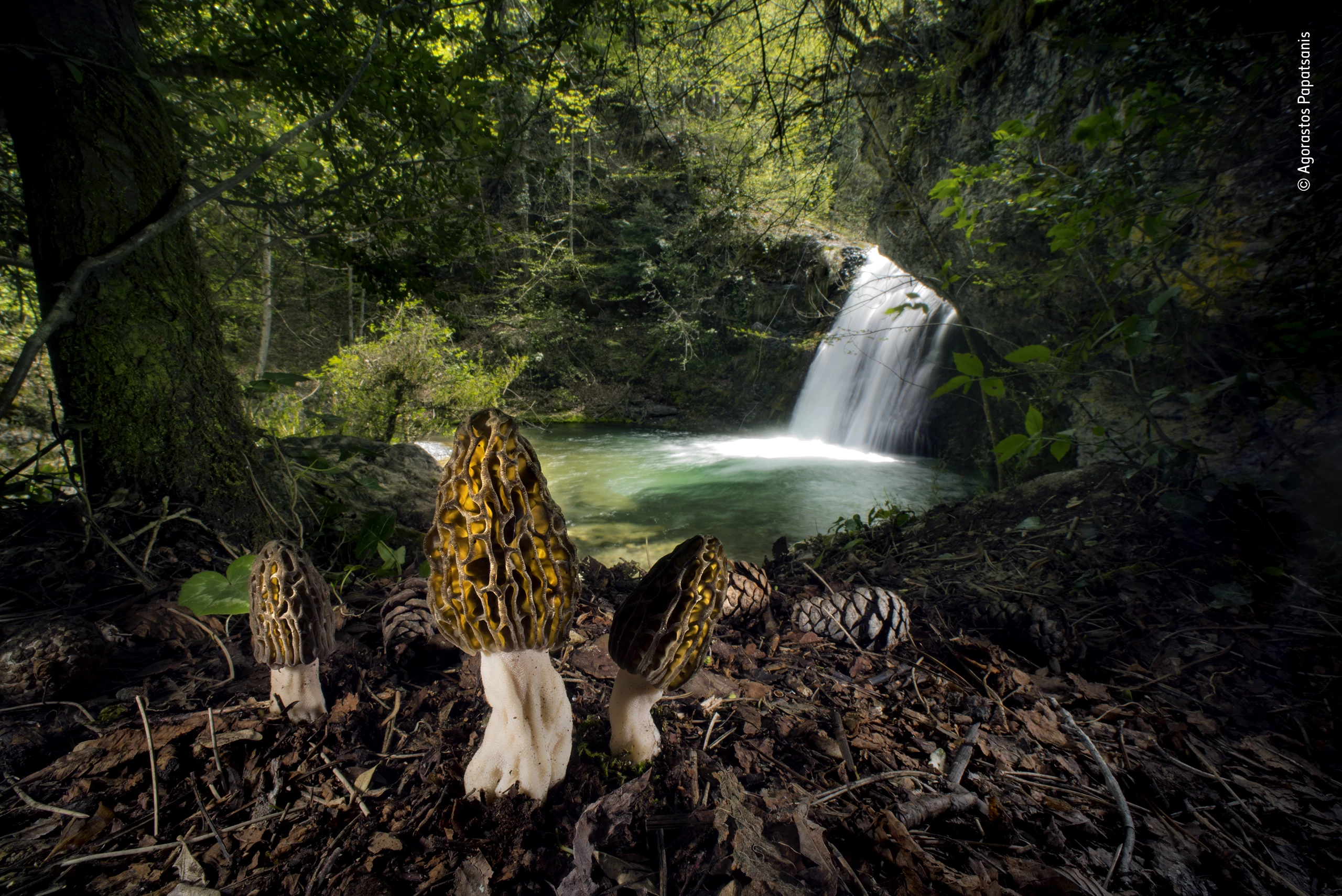 Winner, Plants and Fungi. The magical morels. Mount Olympus, Pieria, Greece