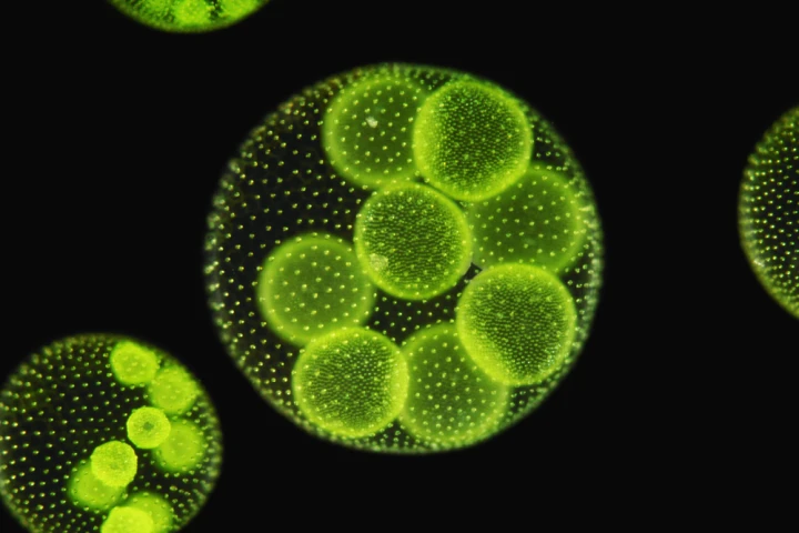 Austrian company See Algae Technology is going to debut its algae production and harvesting process in a biomass plant in Brazil (Image via Shutterstock)