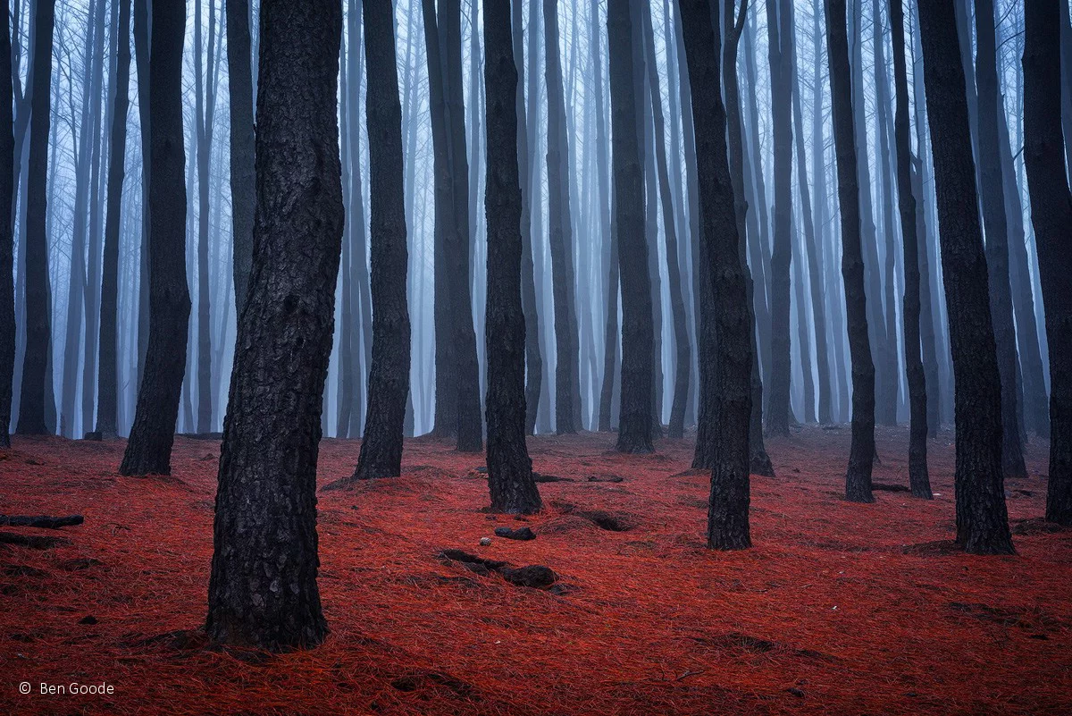 Landscape runner-up: Broken dreams, by Ben Goode – the aftermath of fires through the Adelaide Hills, made more eerie by the fog settling in