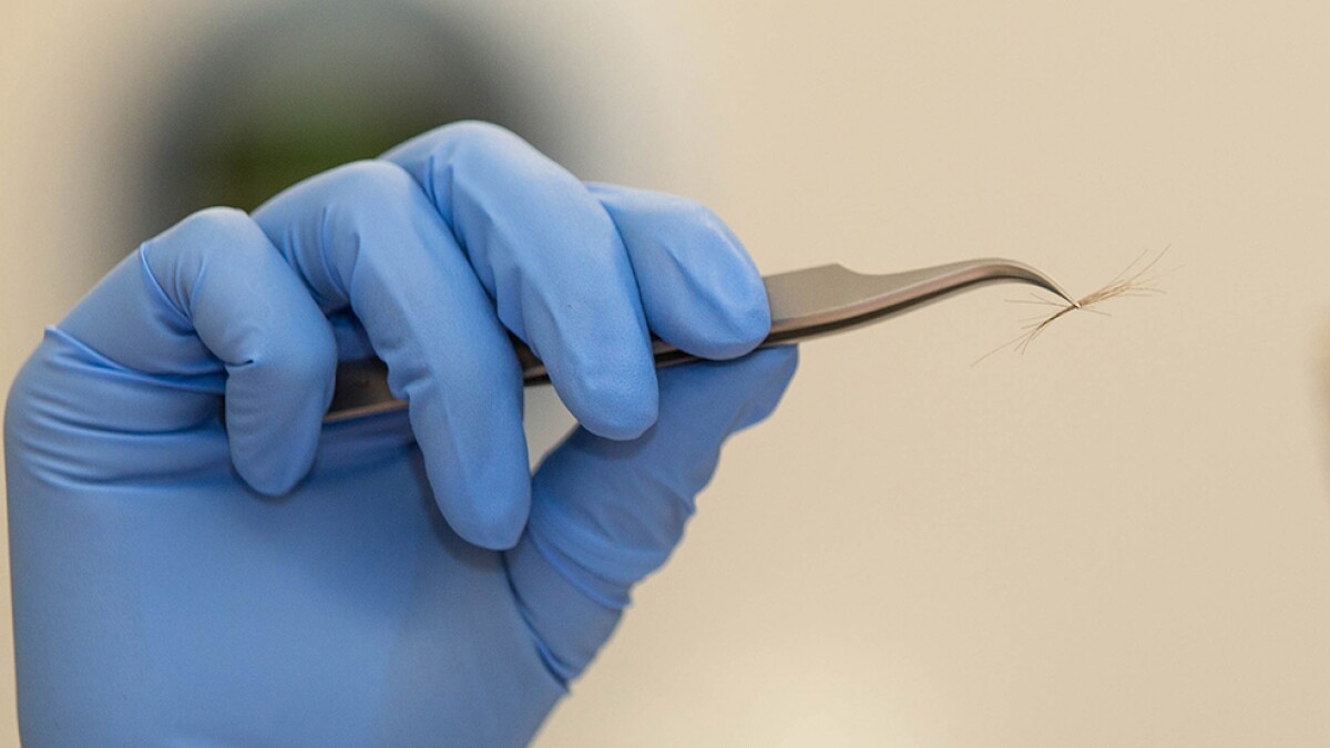 экспертиза волос в криминалистике. волосы криминалистика. волосы криминалистика. исследование крови в криминалистике.