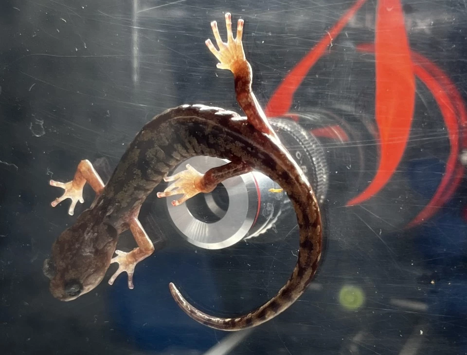 The team's novel toe-tip-filming rig