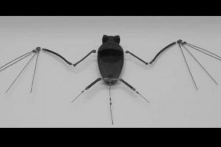 The ‘robo-bat’ skeleton (Photo: Gheorghe Bunget, North Carolina State University)